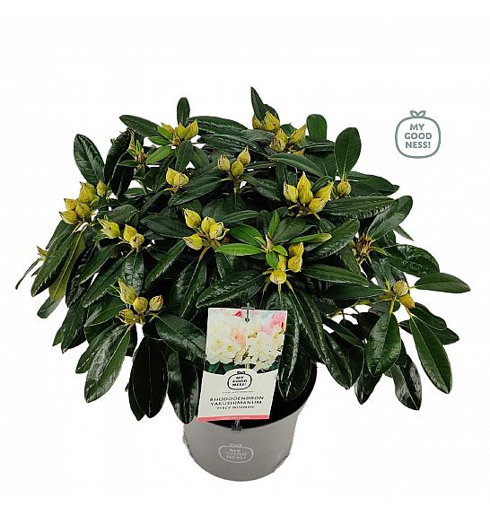 Rhododendron hybrid Percy Wiseman C5 Lit. 40-50 cm