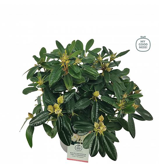 Hibridni rododendron Percy Wiseman C4 Lit. 30-40 cm