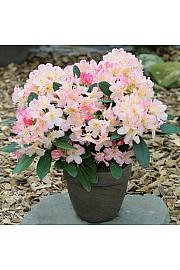 Rhododendron hybrid Percy Wiseman C2 Lit. 30-35 cm
