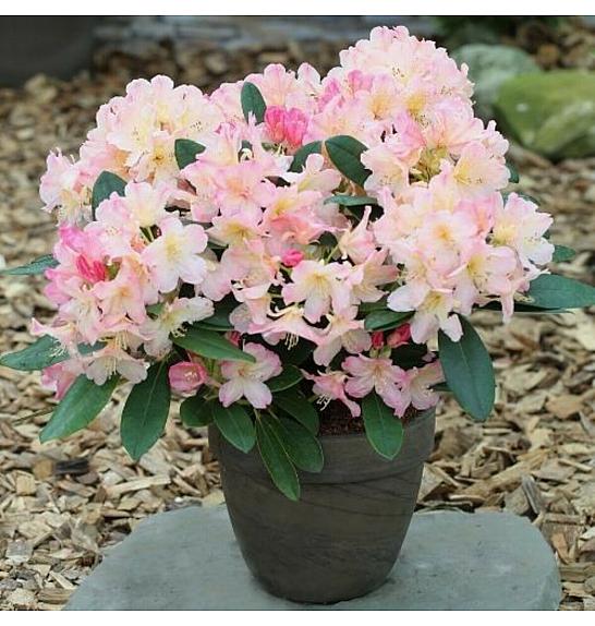 Rhododendron hybrid Percy Wiseman C2 Lit. 30-35 cm