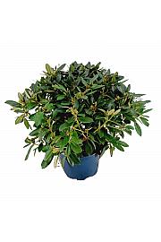 Rhododendron hybrid Percy Wiseman C15 Lit. 70-80 cm
