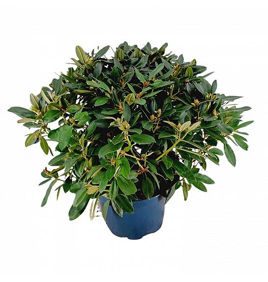 Rhododendron hybrid Percy Wiseman C15 Lit. 70-80 cm