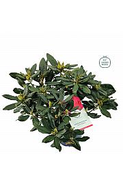 Rododendron hibrid Nova Zembla C7,5 Lit. 50-60 cm