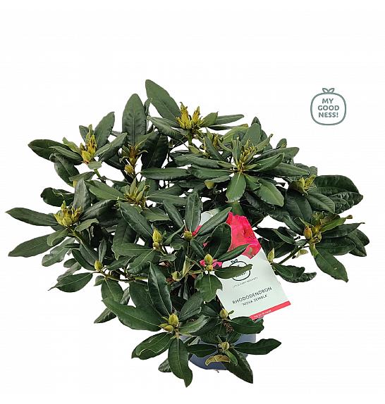 Rododendron hibrid Nova Zembla C7,5 Lit. 50-60 cm