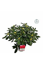 Rhododendron hybrid Nova Zembla C5 Lit. 40-50 cm