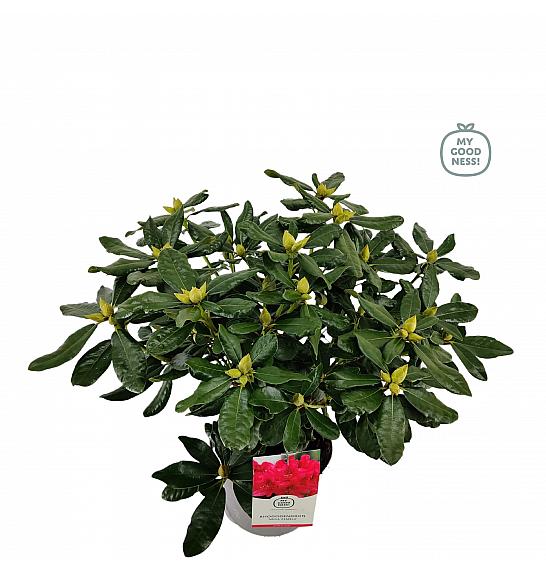 Rododendron hibrid Nova Zembla C5 Lit. 40-50 cm