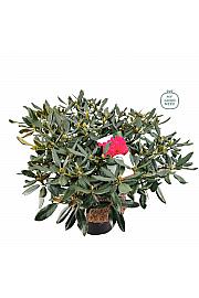 Rhododendron hybrid Nova Zembla C25 Lit. 100 cm