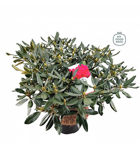 Rhododendron hybrid Nova Zembla C25 Lit. 100 cm
