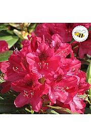 Rododendron hibrid Nova Zembla C2 Lit. 30-35 cm