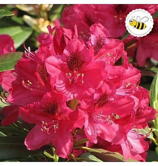 Rododendron hibrid Nova Zembla C2 Lit. 30-35 cm