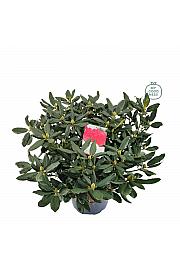 Rhododendron hybrid Nova Zembla C15 Lit. 70-80 cm