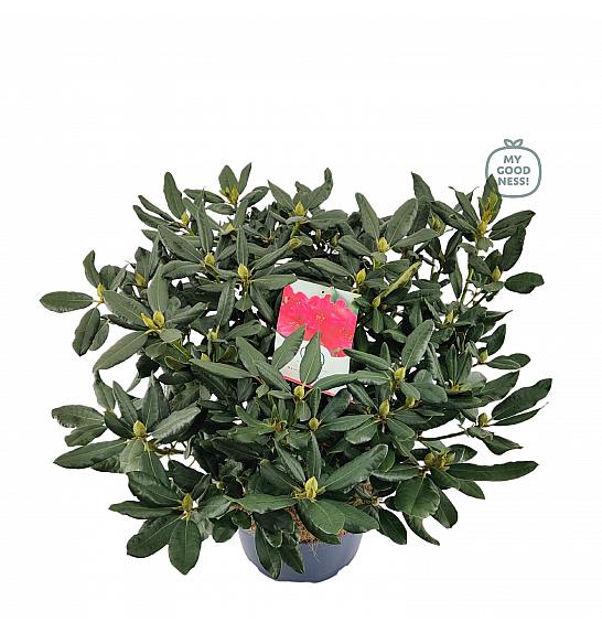 Rhododendron hybrid Nova Zembla C15 Lit. 70-80 cm