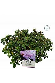 Hibridni rododendron Moerheim C2 Lit. 20-25 cm