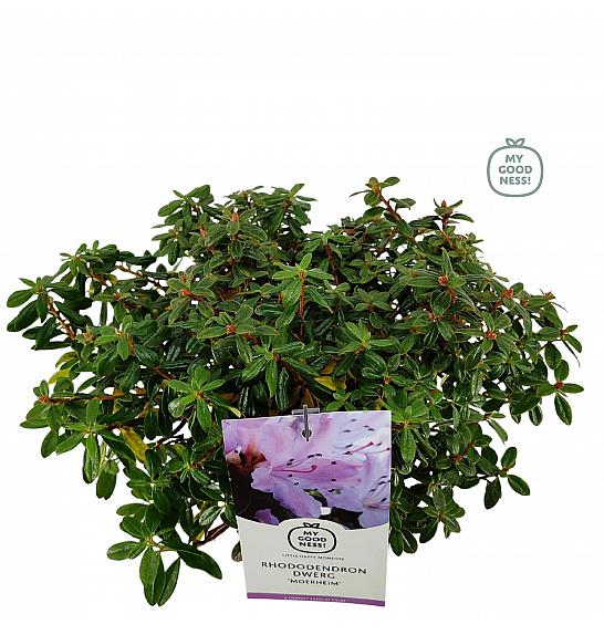 Hibridni rododendron Moerheim C2 Lit. 20-25 cm