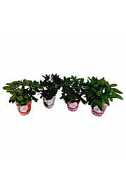 Rhododendron hybrid Mix potcover C2 Lit. 30-35 cm