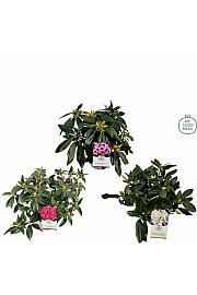Rhododendron hybrid Mix 1 C5 Lit. 35-40 cm