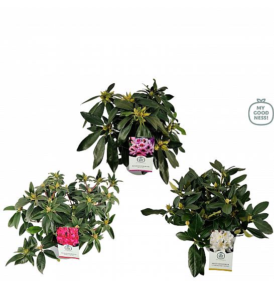 Rhododendron hybrid Mix 1 C5 Lit. 35-40 cm