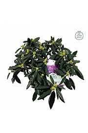 Hibridni rododendron Marcel Menard C7,5 lit. 50-60 cm