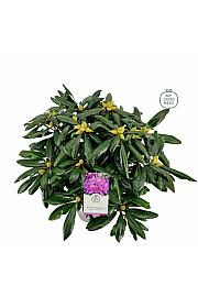 Rhododendron hybrid Marcel Menard C5 Lit. 40-50 cm