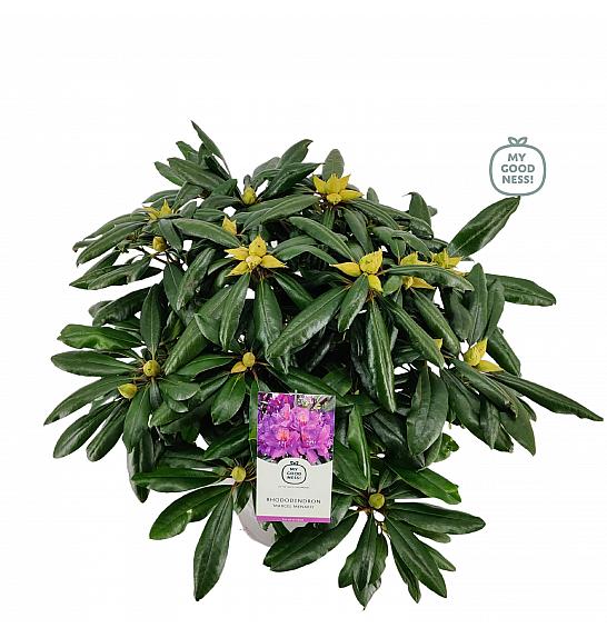 Rhododendron hybrid Marcel Menard C5 Lit. 40-50 cm