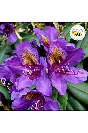 Rhododendron hybrid Marcel Menard C2 Lit. 30-35 cm