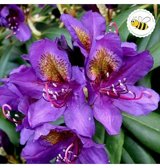 Rhododendron hybrid Marcel Menard C2 Lit. 30-35 cm
