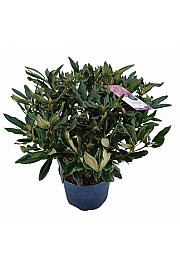 Hibridni rododendron Marcel Menard C15 Lit. 70-80 cm