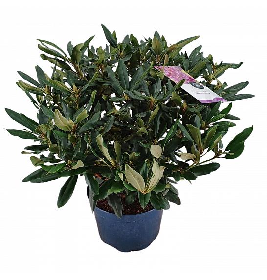 Rhododendron hybrid Marcel Menard C15 Lit. 70-80 cm