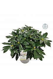 Rhododendron hybrid Madame Masson C5 Lit. 40-50 cm