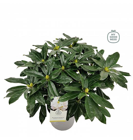Rhododendron hybrid Madame Masson C5 Lit. 40-50 cm