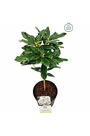 Hibridni rododendron Madame Masson C3 Lit. Na stabljici 30 cm