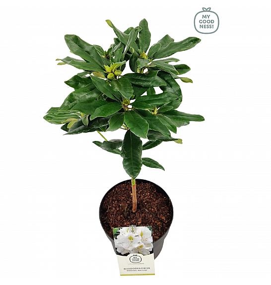 Rhododendron hybrid Madame Masson C3 Lit. Na steblu 30 cm