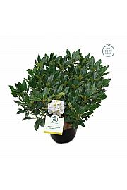 Rhododendron hybrid Madame Masson C25 Lit. 100 cm