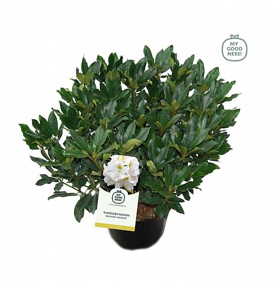 Rhododendron hybrid Madame Masson C25 Lit. 100 cm