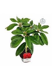 Rhododendron hybrid Leo C3 Lit. Na steblu 30 cm