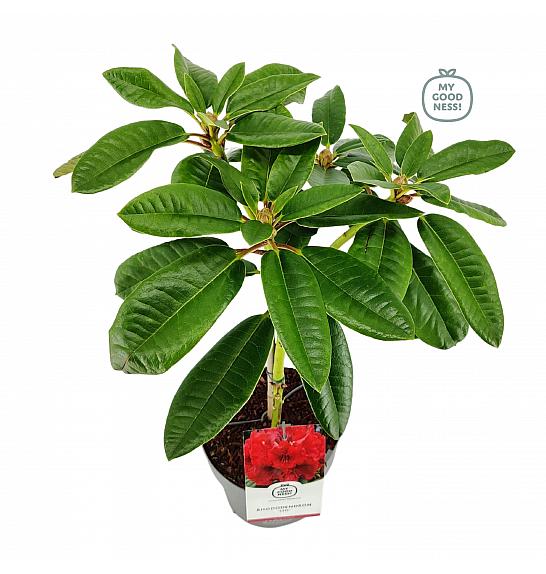 Rhododendron hybrid Leo C3 Lit. Na steblu 30 cm