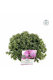 Hibridni rododendron Keleticum C2 Lit. 20-25 cm