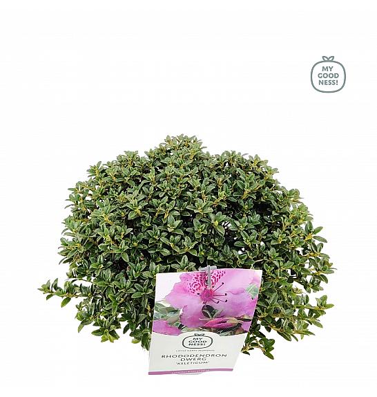 Rhododendron hybrid Keleticum C2 Lit. 20-25 cm
