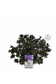 Rhododendron hybrid Impetitum Select C4 Lit. 25-35 cm