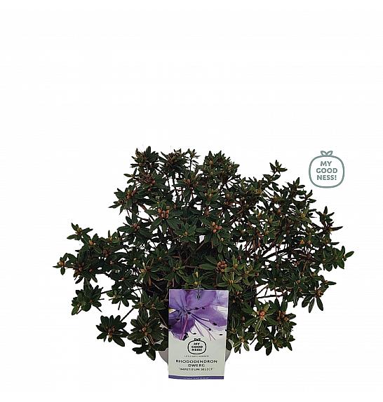 Rhododendron hybrid Impetitum Select C4 Lit. 25-35 cm