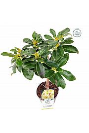 Hibridni rododendron Horizon Monarch C3 Lit. Na stabljici 30 cm