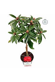 Rhododendron hybrid Halfdan Lem C3 Lit. Na steblu 30 cm
