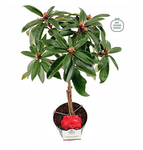 Rhododendron hybrid Halfdan Lem C3 Lit. Na steblu 30 cm