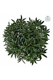 Rhododendron hybrid Graziella C7,5 Lit. 50-60 cm