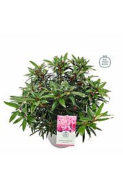 Rhododendron hybrid Graziella C5 Lit. 40-50 cm