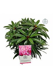 Rhododendron hybrid Graziella C2 Lit. 30-35 cm