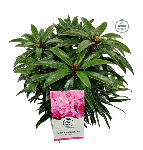 Rhododendron hybrid Graziella C2 Lit. 30-35 cm