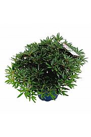 Rododendron hibrid Graziella C15 Lit. 70-80 cm