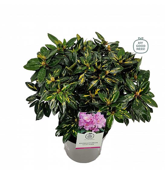 Rhododendron hybrid Goldflimmer C5 Lit. 40-50 cm
