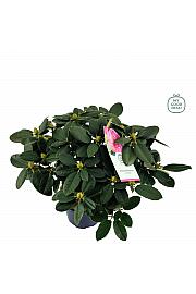 Rhododendron hybrid Germania C7,5 Lit. 50-60 cm